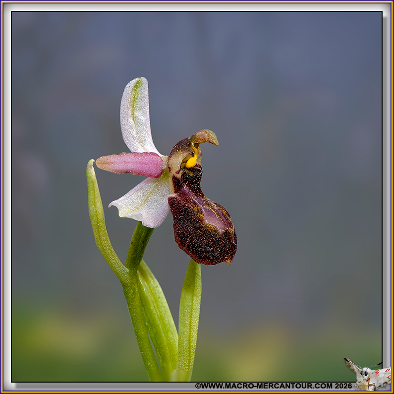 Ophrys arachnitiformis